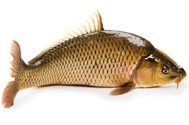 Carpe fraiche 1 kg